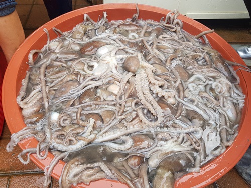 [백미리마을]뻘낙지