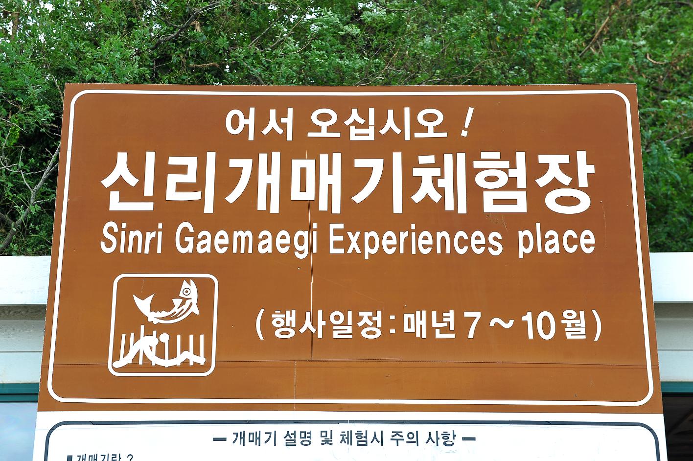 [신리마을]개매기체험