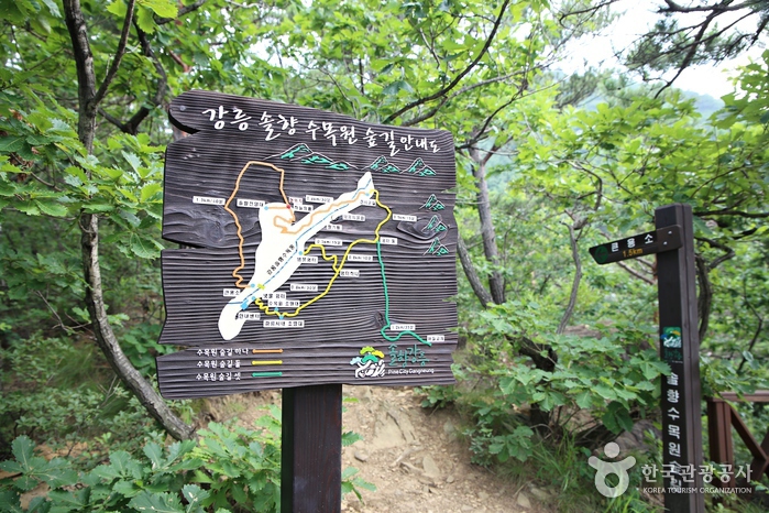 강릉 솔향수목원