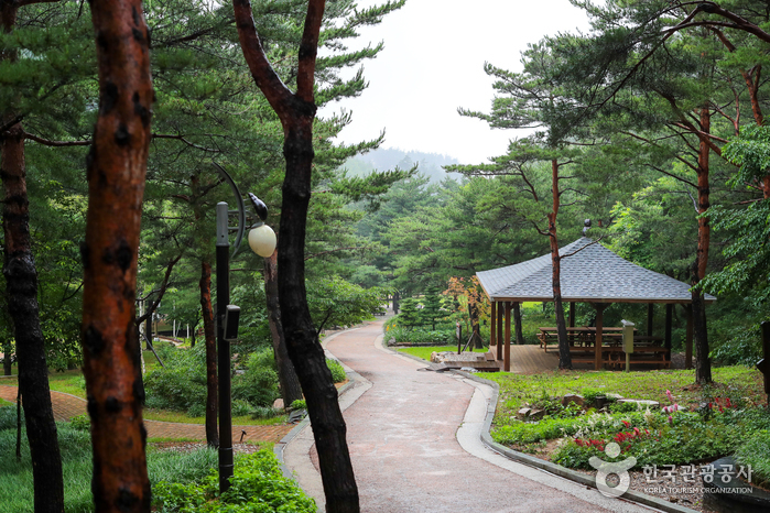 강릉 솔향수목원