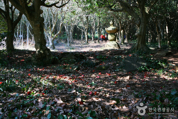 강진 백련사 동백나무 숲