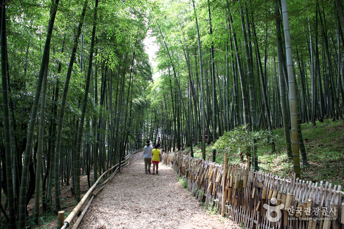 거제맹종죽테마공원