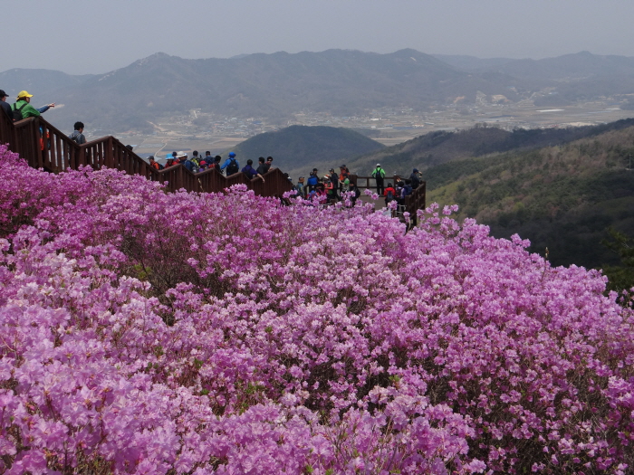 고려산 진달래축제