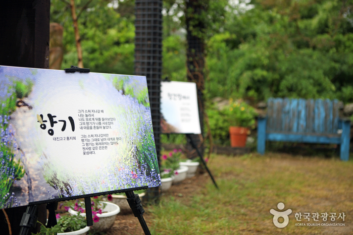 고성 하늬라벤더팜 라벤더축제