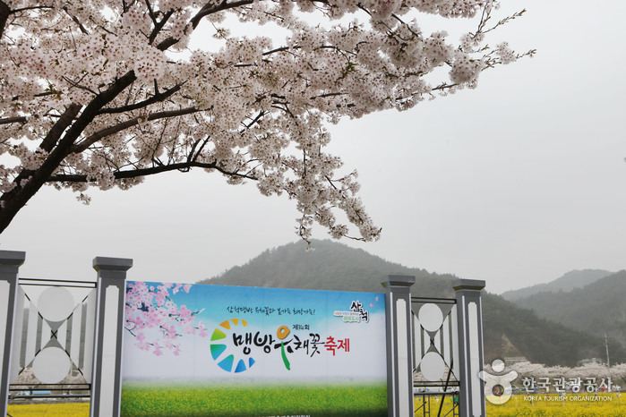 삼척 맹방유채꽃축제