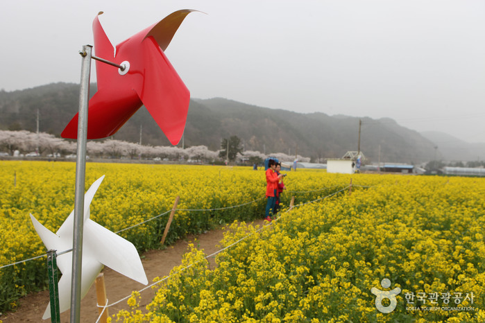 삼척 맹방유채꽃축제