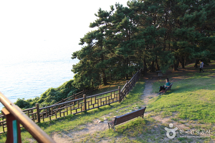 서천 마량리 동백나무 숲