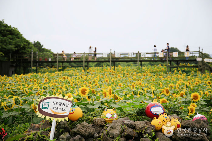 김경숙해바라기농장