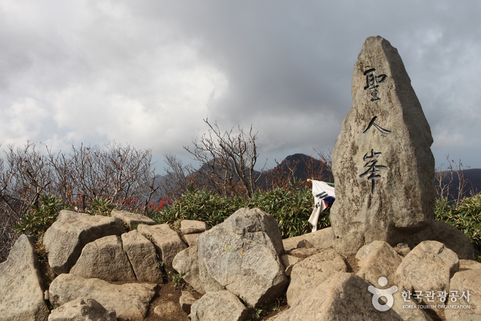 성인봉 원시림 (울릉도, 독도 국가지질공원)