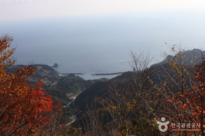성인봉 원시림 (울릉도, 독도 국가지질공원)