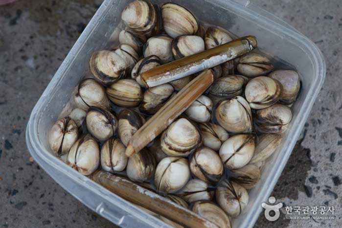 월하성 갯벌
