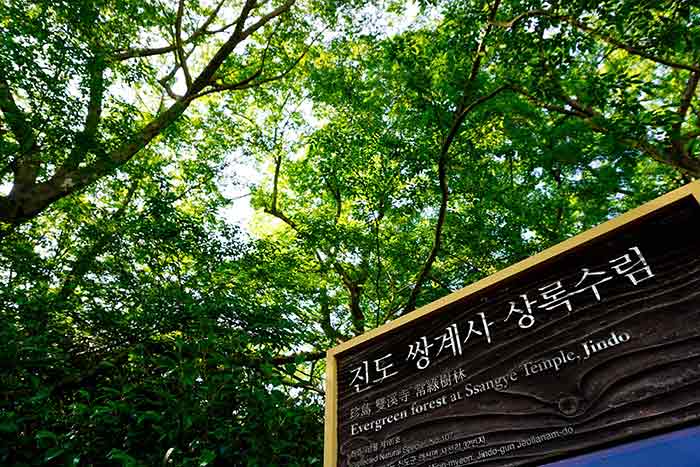 진도쌍계사상록수림