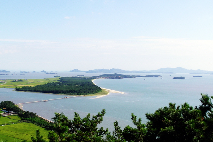한반도해송숲