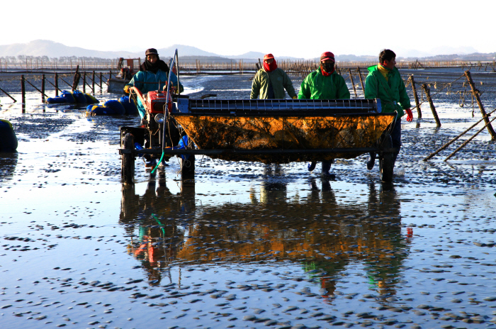 고창갯벌 (전북 서해안권 국가지질공원)