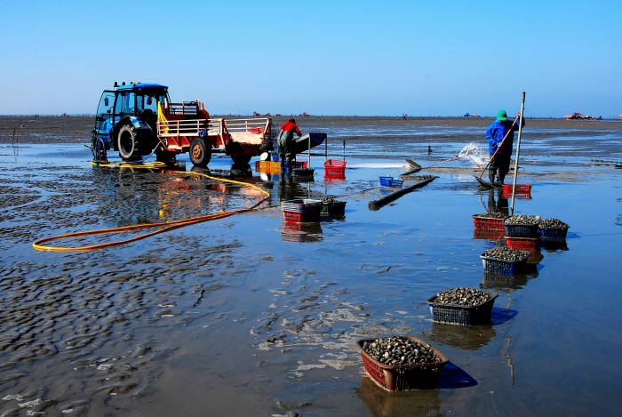 고창갯벌 (전북 서해안권 국가지질공원)