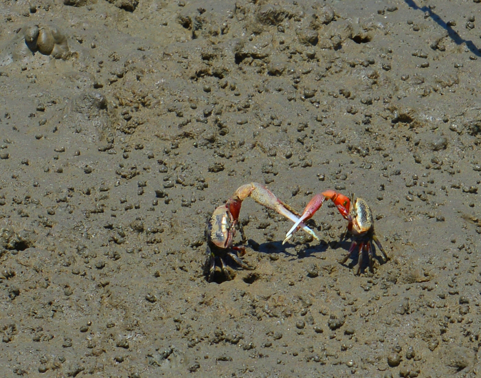 고창갯벌 (전북 서해안권 국가지질공원)