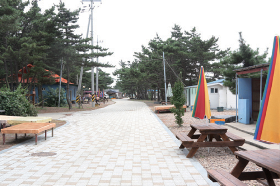 장고도 소나무숲길