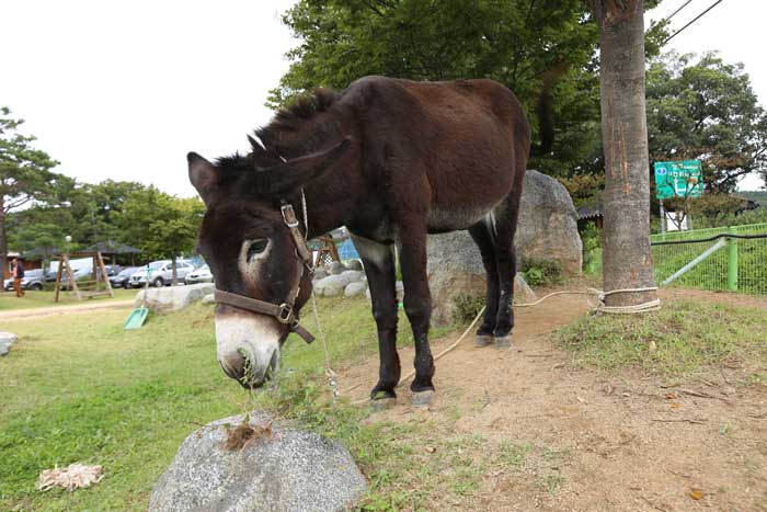 나라골보리말체험학교