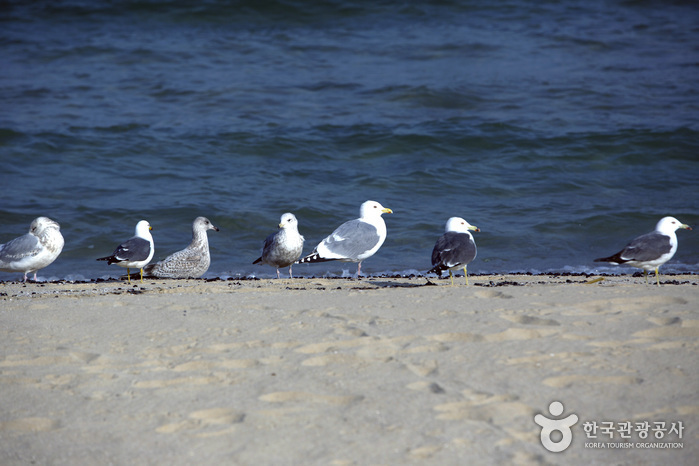 동산포 해수욕장