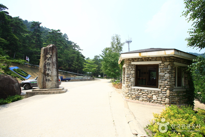 대관령자연휴양림
