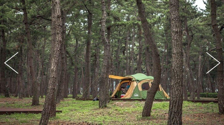 연곡솔향기캠핑장