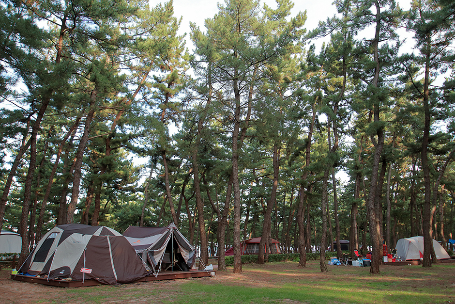 연곡솔향기캠핑장