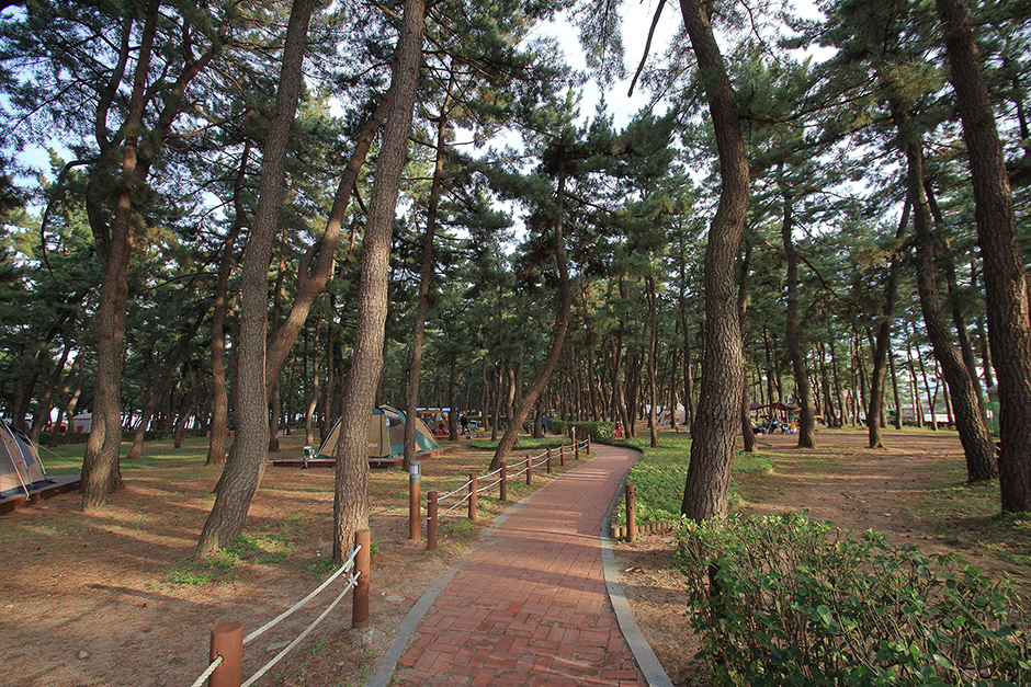 연곡솔향기캠핑장