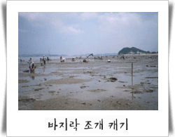[제부마을]조개캐기체험