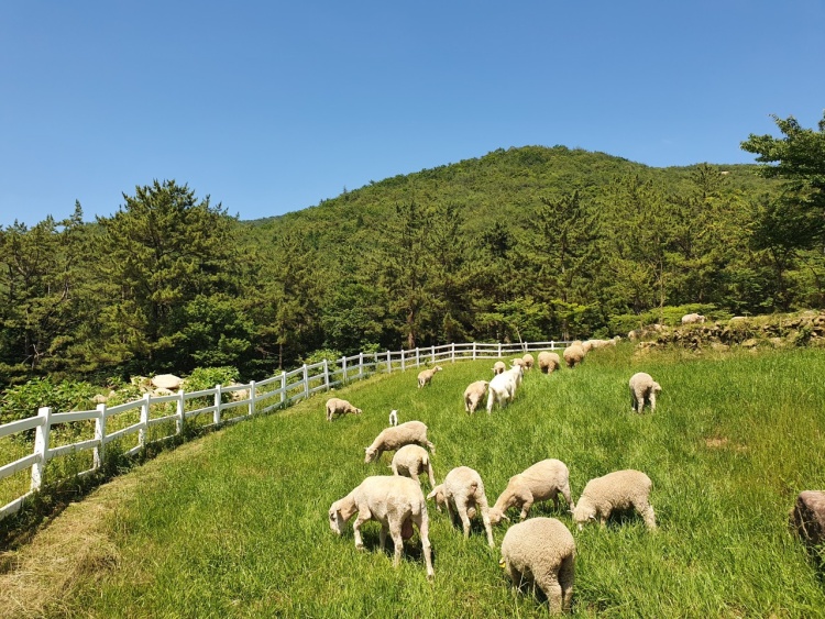 양떼목장 양마르뜨언덕